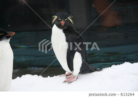 southern rockhopper penguin, penguin, penguins 613264