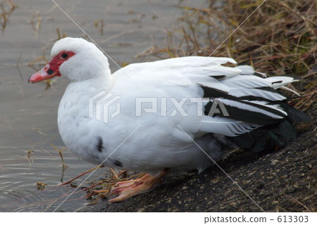 The red face of Balken The red face of Balken 613303