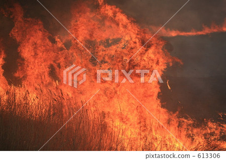 Watarase Setoikei的野外燒傷 613306