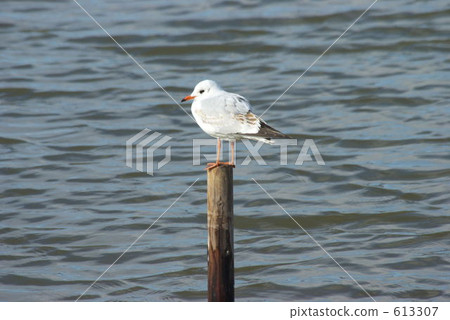 海鷗的休息 613307