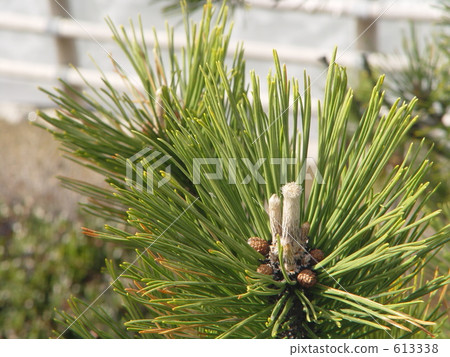 Pine leaves 613338