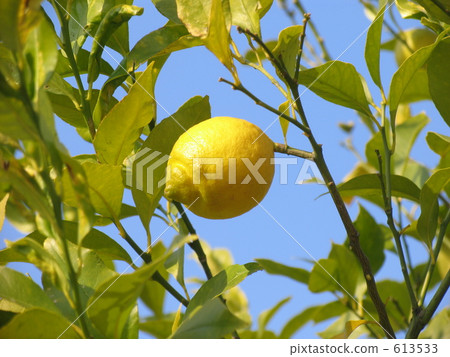 檸檬樹 613533