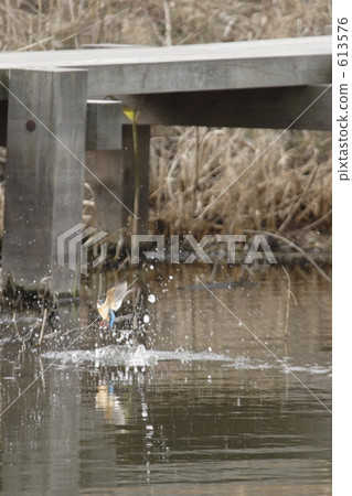 翠鳥 玉 翡翠 613576