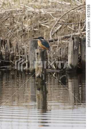 翠鳥 玉 翡翠 613586