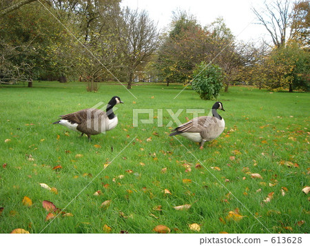 加拿大鵝 鳥兒 鳥 613628