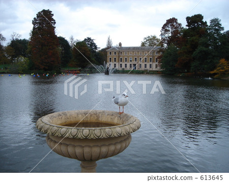 bird of passage, pond, lagoon 613645