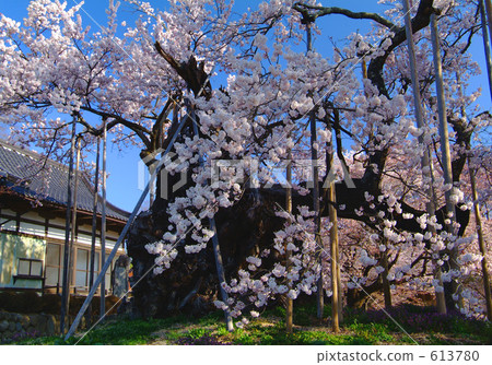 山高神代櫻 江戶彼岸櫻 櫻花 613780