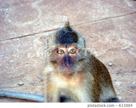 monkey 613884