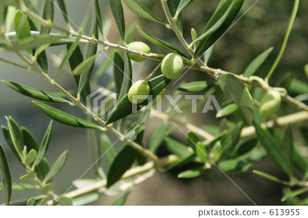 Olive 613955