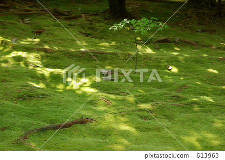 Moss 2 Moss 2 613963