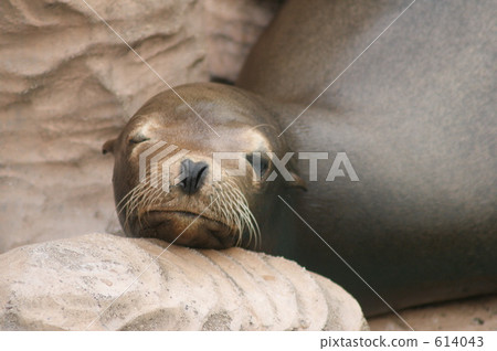 California sea lion 614043