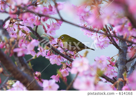 Meiro and Sakura 614168