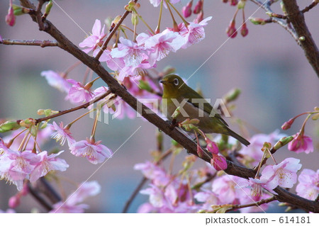 Meiro and Sakura 614181