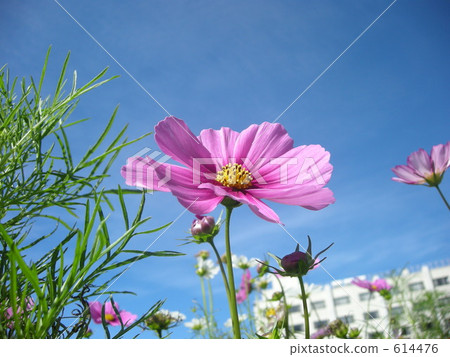 大波斯菊 鼻子 花朵 614476