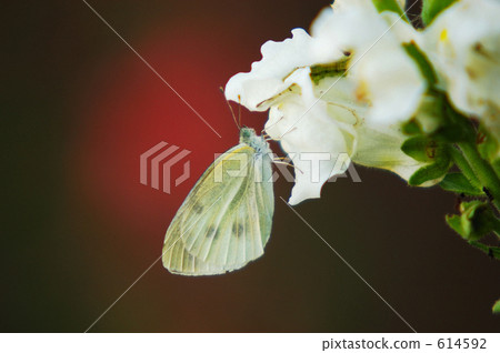 Bennisimi Bennisimi 614592