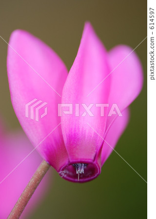 迷你仙客來 614597