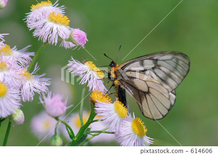 Arashiyama的Ushuba氏族 614606