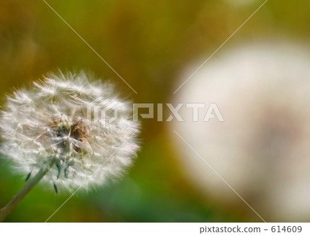 蒲公英 春天 春 614609