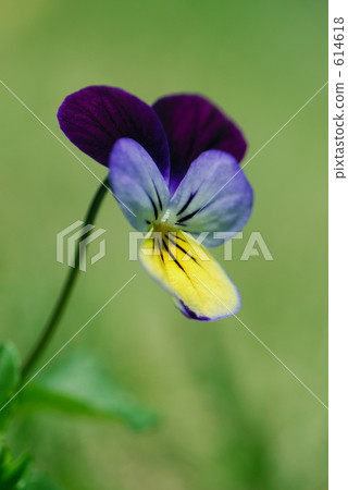 Pansy single wheel 614618