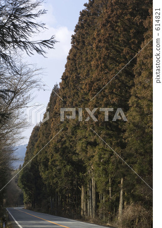 Sugi樹木·花粉的季節 614821