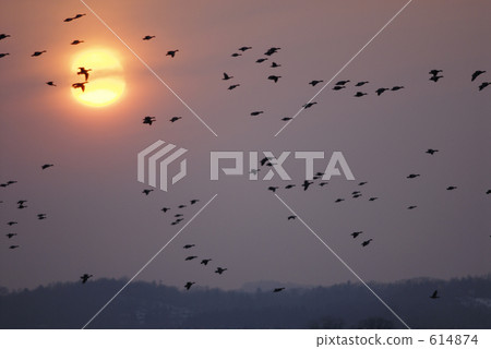 Standing on the roost of Magan Standing on the roost of Magan 614874
