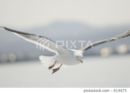 The giant sea gulls of a sailing pass 614875
