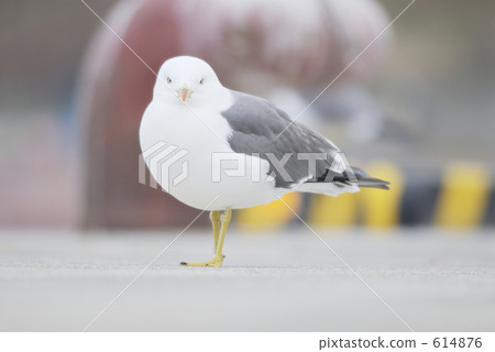 Female cat frontal face Female cat frontal face 614876