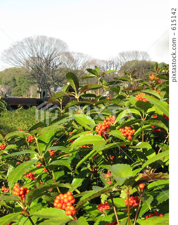 皇宮東花園的Manjou 615142