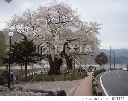 cherry blossom, cherry tree, sakura 615182