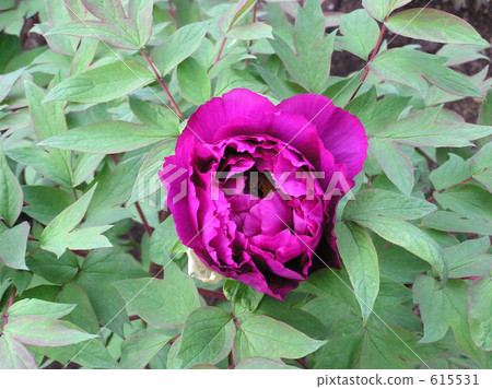 Bright peony 615531