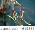 蜻蜓停在花上 615882