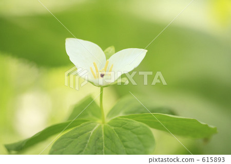 Ooba nano enlivis Ooba nano enlivis 615893