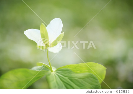 Ooba nano enlivis 615933