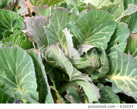 Vegetables Vegetables 616034