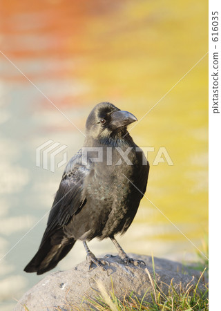 With the water surface stained in autumn leaves against the background With the water surface stained in autumn leaves against the background 616035