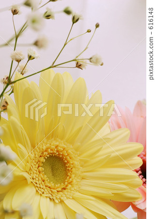 Gerbera pair Gerbera pair 616148