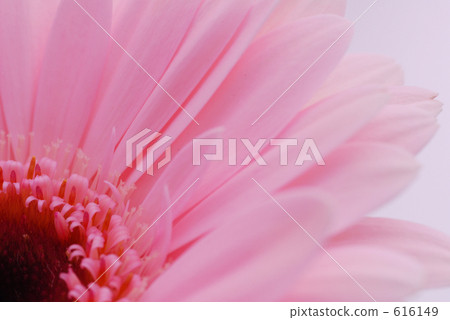 Gerbera pink Gerbera pink 616149