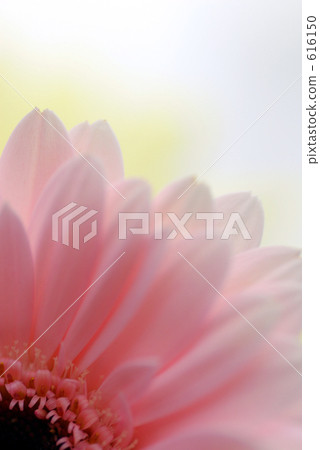 Gerbera pink 616150
