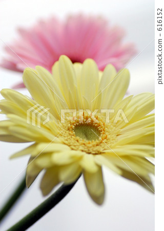 非洲菊對 616152