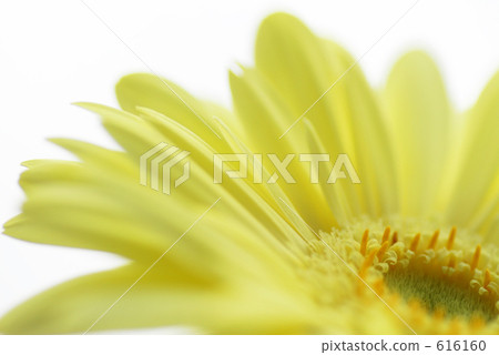 Gerbera yellow 616160