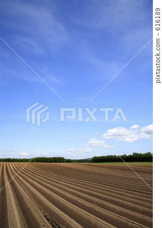 Field 616189