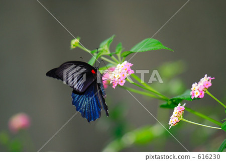 癒傷組織Swallowtail 癒傷組織Swallowtail 616230