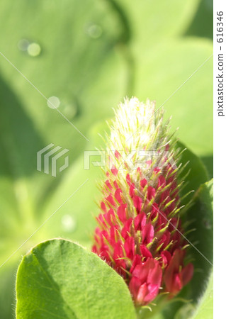 trifolium incarnatum, daylight, sunbeam 616346