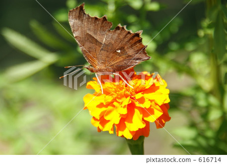 Turtle butterfly 616714