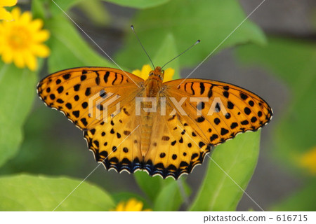Porcupine butterfly Butterfly Porcupine butterfly Butterfly 616715