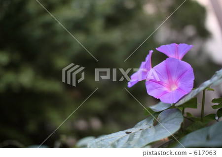 morning glory, japanese morning glory, bloom 617063