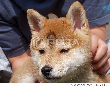 Lawn dog with a mark on forehead 617117