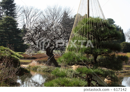 jindai botanical garden, early spring, ume 617142