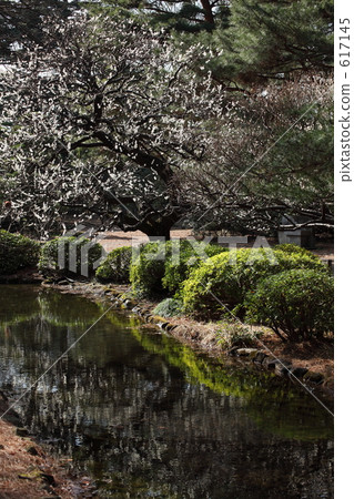 jindai botanical garden, early spring, ume 617145