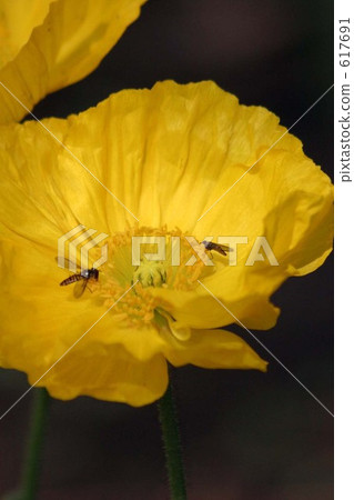 bee, hive bee, honeybee 617691